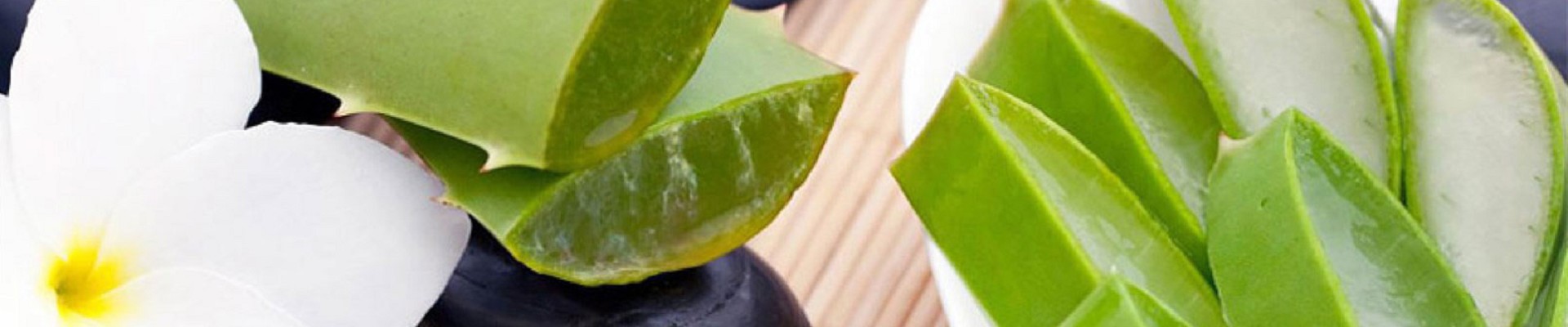 Vendita Foglie Fresche di Aloe Arborescens | Coltivazione Aloe Arborescens | Aloe Arborescens: Proprietà
